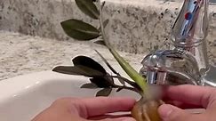 How to LECAfy a Zamioculcas Zamiifolia Raven. Tips below👇🏼 They are ubiquitous, hardy, neglect-tolerant but tricky to LECAfy. Below are my tips on how to successfully transition a Raven ZZ plant from soil to LECA Kratky self-watering semi-hydroponics setup. -I find the most success in semi-hydro plants when the net pot (inner pot) and cache pot (outer pot) fit well. This means that the net pot is suspended inside the cache pot with ample space for a reservoir. This reservoir will hold the wate