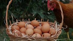 Co było pierwsze - jajko czy kura? Biolodzy wreszcie odpowiedzieli na to pytanie!