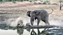 Elephant Attacks Mother Rhino and Calf