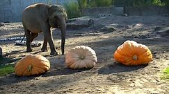 RAW VIDEO: Oregon Elephants Take Part In 'Squishing Of The Squash' Tradition