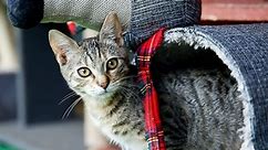 Adoptuj kota ze Schroniska Funny Pets Czartki [zdjęcia]