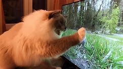 This cat has a TV problem!