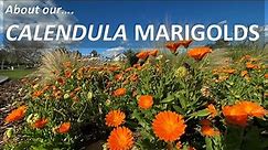 About our MARIGOLDS, Calendula officinalis. Identification, leaves, flowers and some facts