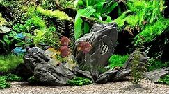 Best Aquarium Screensaver | Ultra realistic Fish tank | Dream Aquarium Background | 30 minutes 2K