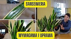 Sansewieria - wymagania i uprawa (roślina doniczkowa o niskich wymaganiach, oczyszczająca powietrze)