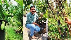 Abiya Garden ൽ ഏറ്റവും പുതിയതായി എത്തിയ വിദേശ ഇനം Exotic Fruits Plants കാണാം!plant nursery in kerala