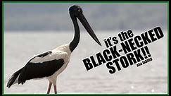 Meet the Black Necked Stork/Jabiru | Wild Australia