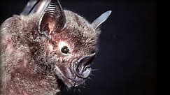 How do Bats Hunt Their Prey?| Top Bat | BBC Earth
