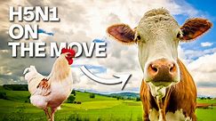 Bird flu is spreading in cows. Are humans at risk? | About That