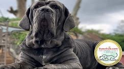 10 of the biggest dogs in the world (Second part 2)