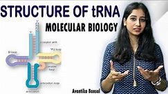 Structure of tRNA II Transfer RNA I Molecular Biology I Detailed Explanation