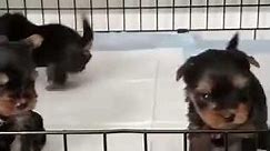 Yorkie Puppies For Adoption Near Me