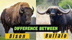 What’s The Similarities and Differences Between Bison and Buffalo - Hidden Facts