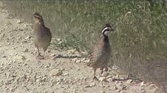 Male and Female Northern Bobwhite Quail - 1 Clicks It's Heels Together