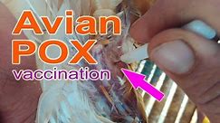 Administering FOWL POX Vaccine in Chickens (Avian Pox Vaccine), poultry farming, chicken farming
