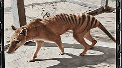 Remains of last known Tasmanian tiger discovered in a cupboard after 85 years