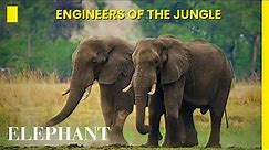 Elephant Facts: The Engineers | Cute baby elephant Elephant Family