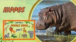 How do Hippos walk underwater? Hippos sweat Pink! | Toltol’s Jungle Life Book - Kids Encyclopedia
