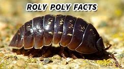 Roly Poly Facts: the BUG that ROLLS UP into a BALL | Animal Fact Files