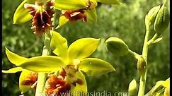 Calanthe tricarinata orchid growing wild in the Himalaya