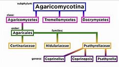 Agaricales Part 3: Cortinariaceae, Nidulariaceae, Psathyrellaceae, Conocybe, and Laccaria
