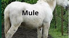 What's the difference between a Donkey and a Mule