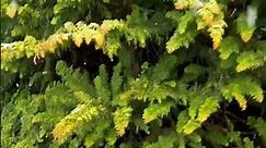 Chamaecyparis obtusa 'Fernspray Gold' Golden Hinoki Cypress #conifers #japanesegardens #plants