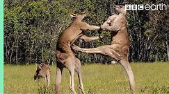 Kangaroo Boxing Fight | Life Story | BBC Earth