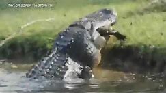 Massive alligator eats other alligator whole in shocking video | ABC7