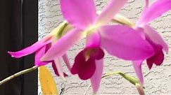Easy Cattleya Type Orchids: Laelia anceps Care and Culture