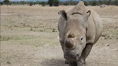 Can the White Rhino Be Saved? A Non-Profit's Quest