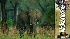 Large African Bush Elephant Bull 🐘