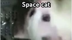 Space cat