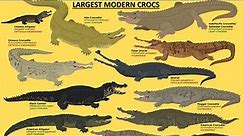 10 Largest & Longest Modern Crocodiles