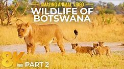 Wildlife of Botswana 8K Ultra HD - Relaxing Life of Wild Animals in South Africa - Part #2