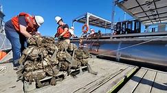Solar-powered oyster barge seeks to improve Chesapeake Bay restoration, aquaculture