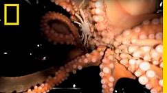 Octopus Escape | National Geographic