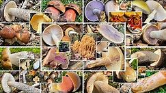 Pilze im Oktober 2023 | Pilze bei Trockenheit | Welche Pilze kann man im Pilzmonat Oktober finden?