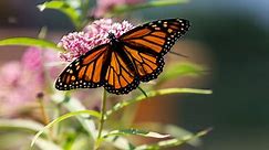 How You Can Help Save the Monarch Butterfly and Other Pollinators | KQED