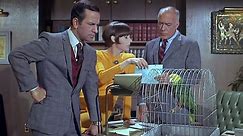Get Smart 1965 S02E13   Perils in a Pet Shop