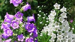 Amazing and Most Beautiful Campanula Medium Flowers | Canterbury bells