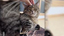 Owner Hilariously Explains Cat Math: ‘What’s Yours Is Mine’