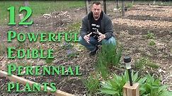 Powerful Plants - Edible Perennial Garden Tour