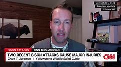 Wildlife expert explains what could be to blame for recent bison attacks