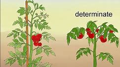 Don't Make This Critical Mistake Growing Tomatoes||Determinate And Indeterminate Tomatoes