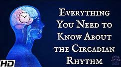 Everything You Need To Know About The Circadian Rythm