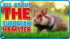 All About the European Hamster | The LARGEST and RAREST Hamster!