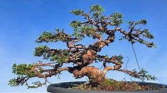 Juniper itoigawa bonsai first pruning to become a bonsai shape