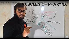 MUSCLES OF PHARYNX | ANATOMY