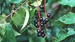 Plant Identification - American Wild Black Cherry